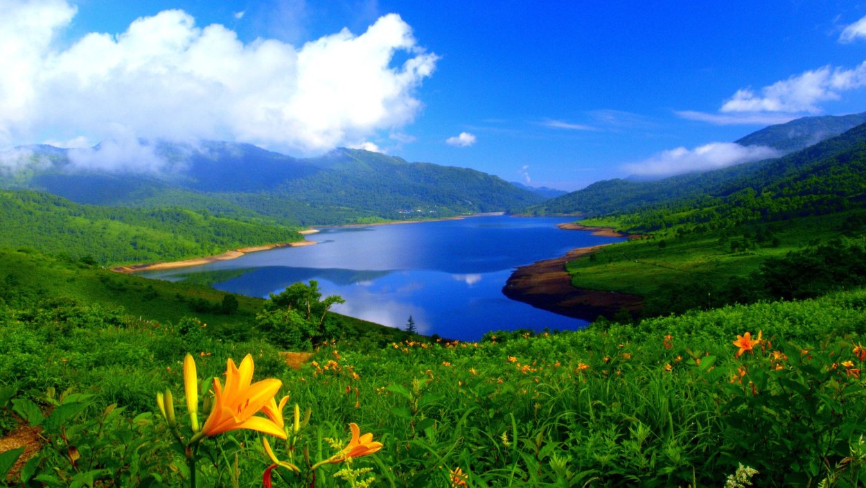 Ромашки у реки