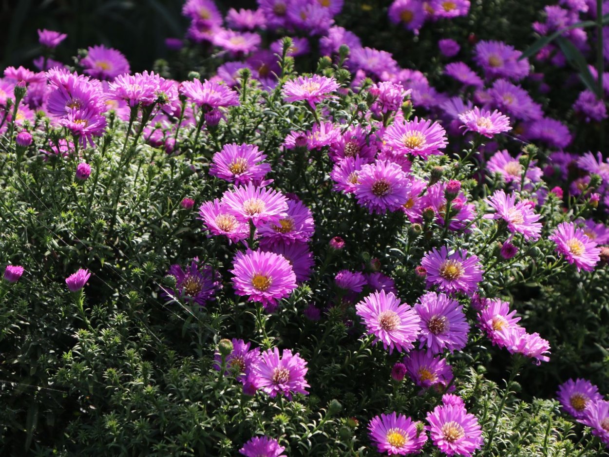 Астра кустарниковая 'Prof. Anton Kippenberg'