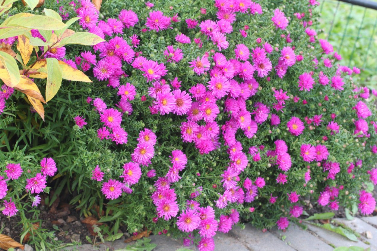 Астра кустовая Дженни