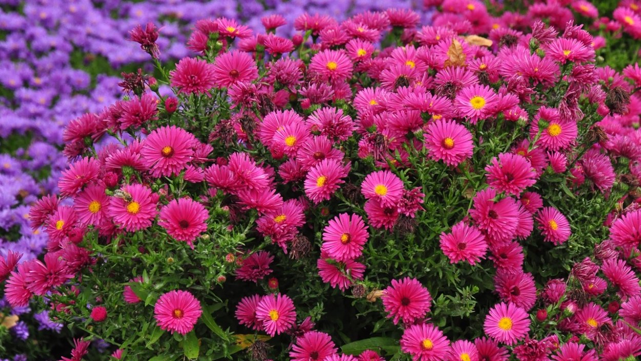 Астра американская кустовая