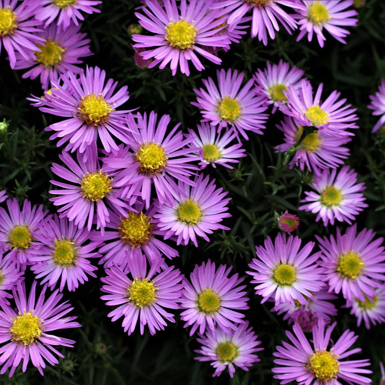 Астра кустовая дворф Нэнси