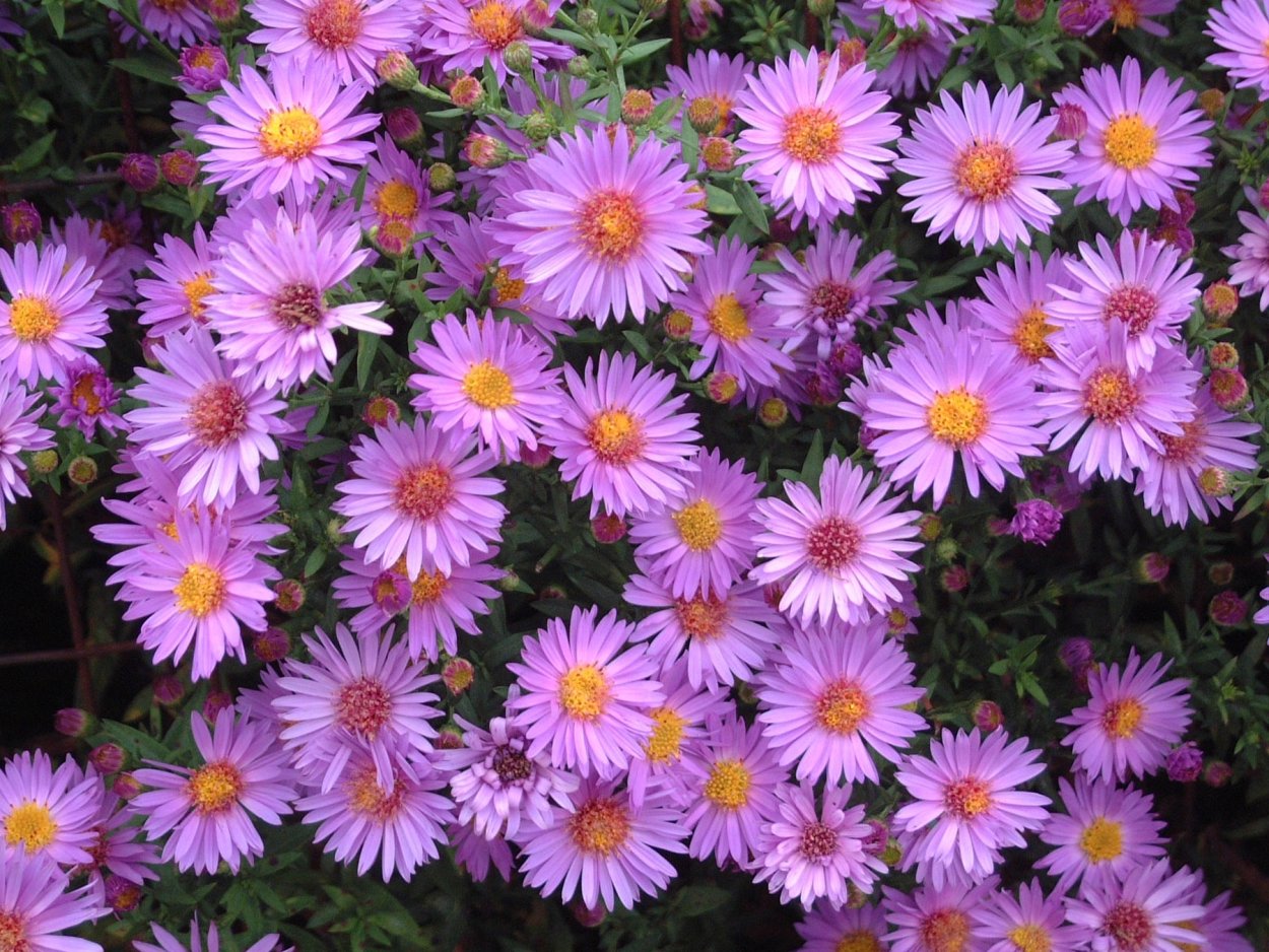 Астра многолетняя кустарниковая (Aster dumosus)