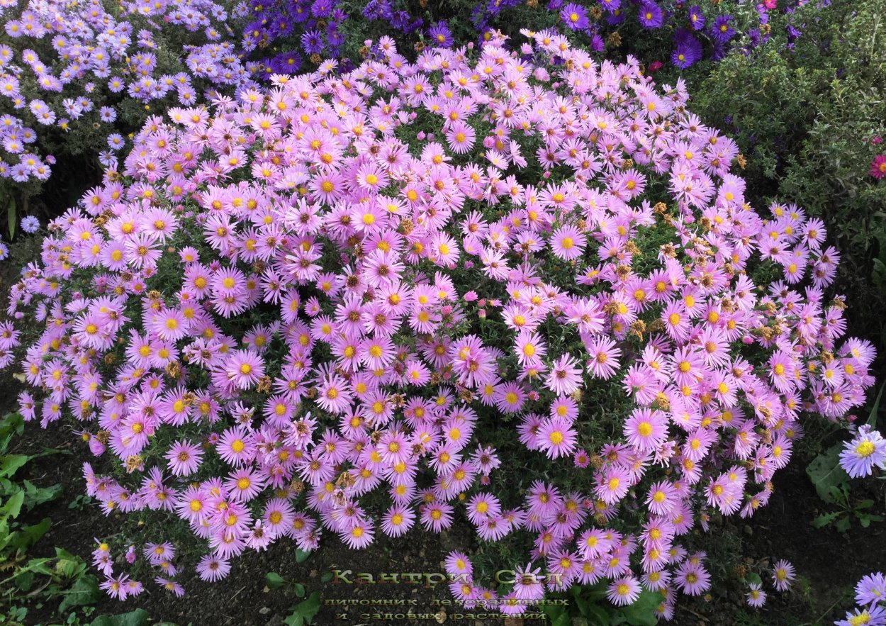 Астра новобельгийская Мэджик Пинк