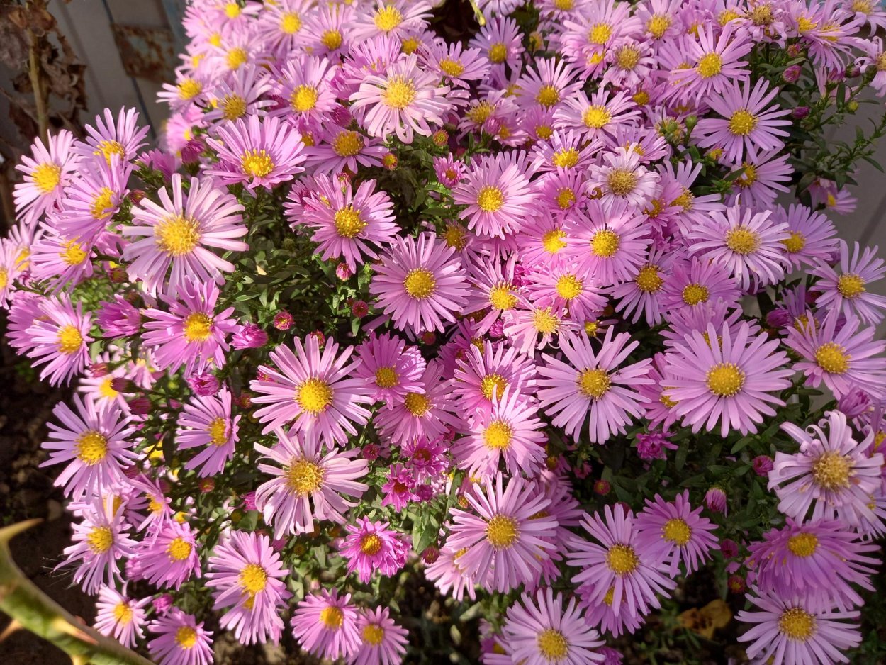 Астра кустарниковая Anneke