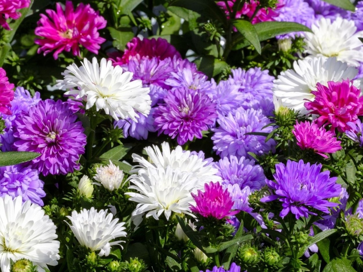 Астра низкорослая бордюрная