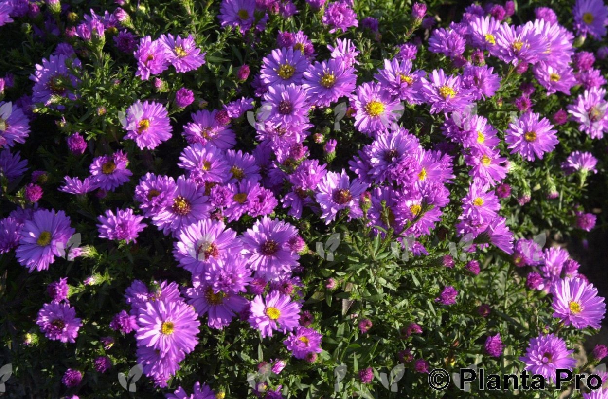 Астра кустарниковая Старлайт