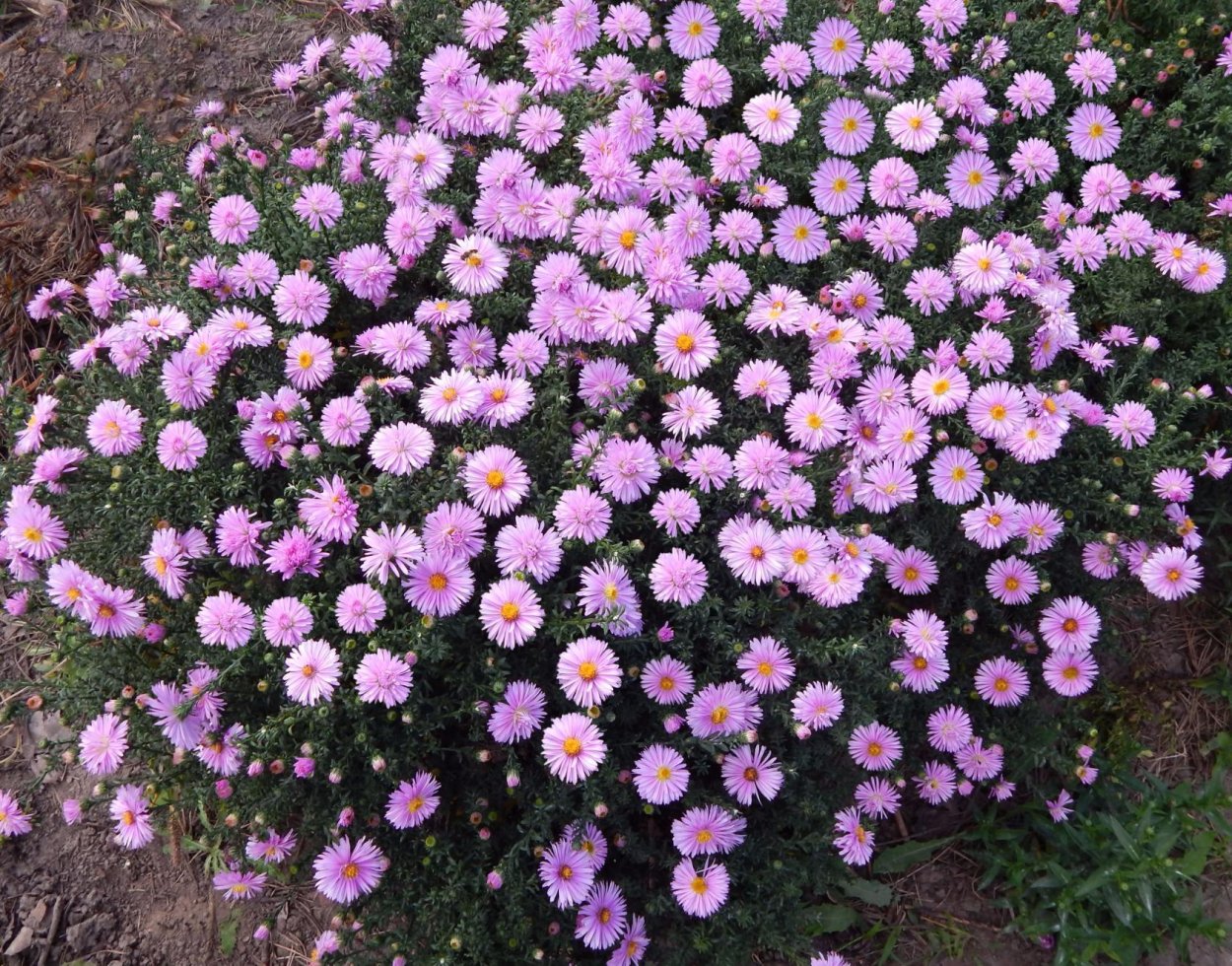 Астра новоанглийская Barrs Pink