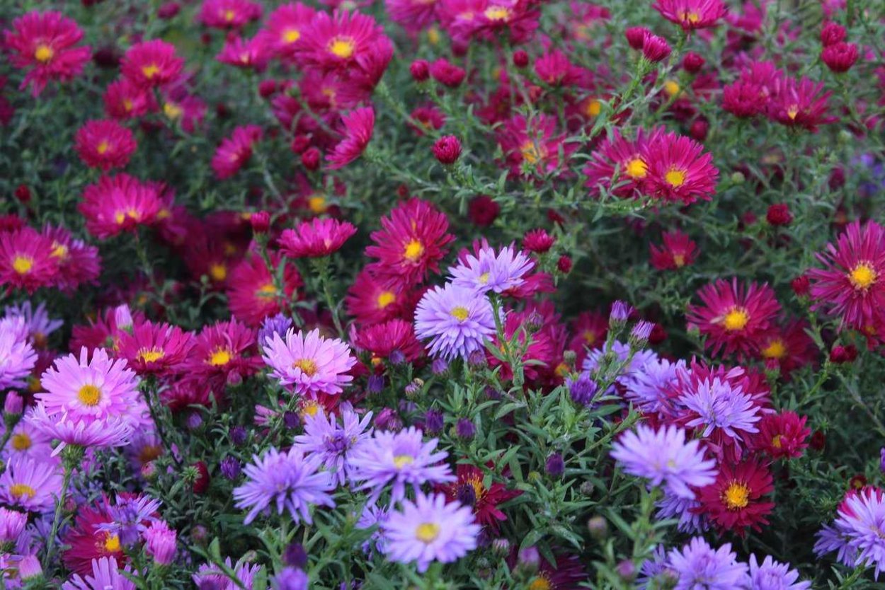 Астра кустарниковая Розенвихтель