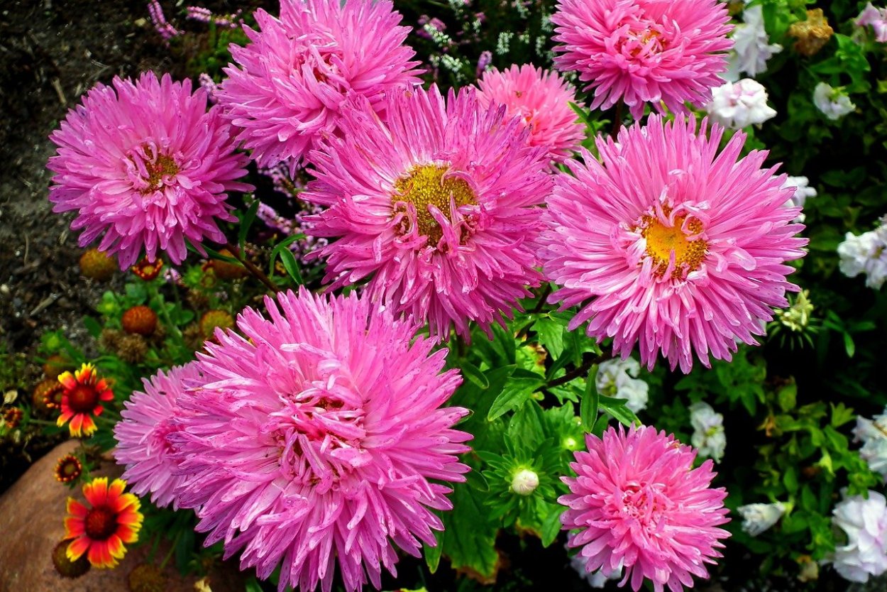 Астра кустарниковая Аннеке