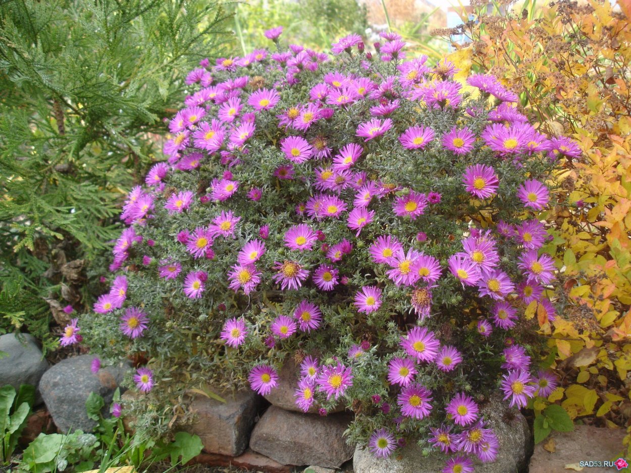 Астра новобельгийская шаровидная