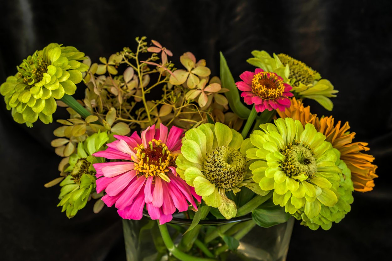 Цинния букет