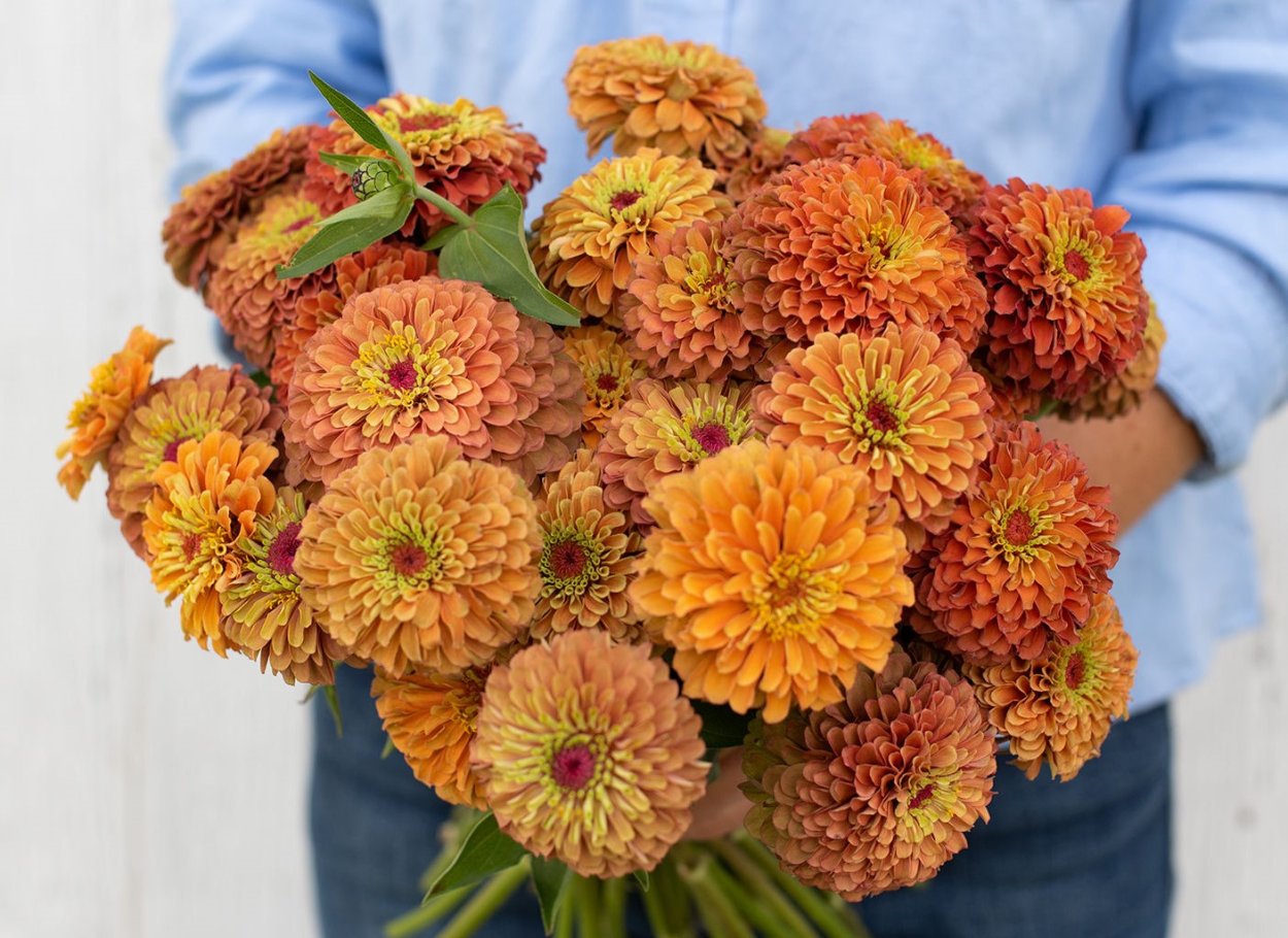 Циния лайм оранж