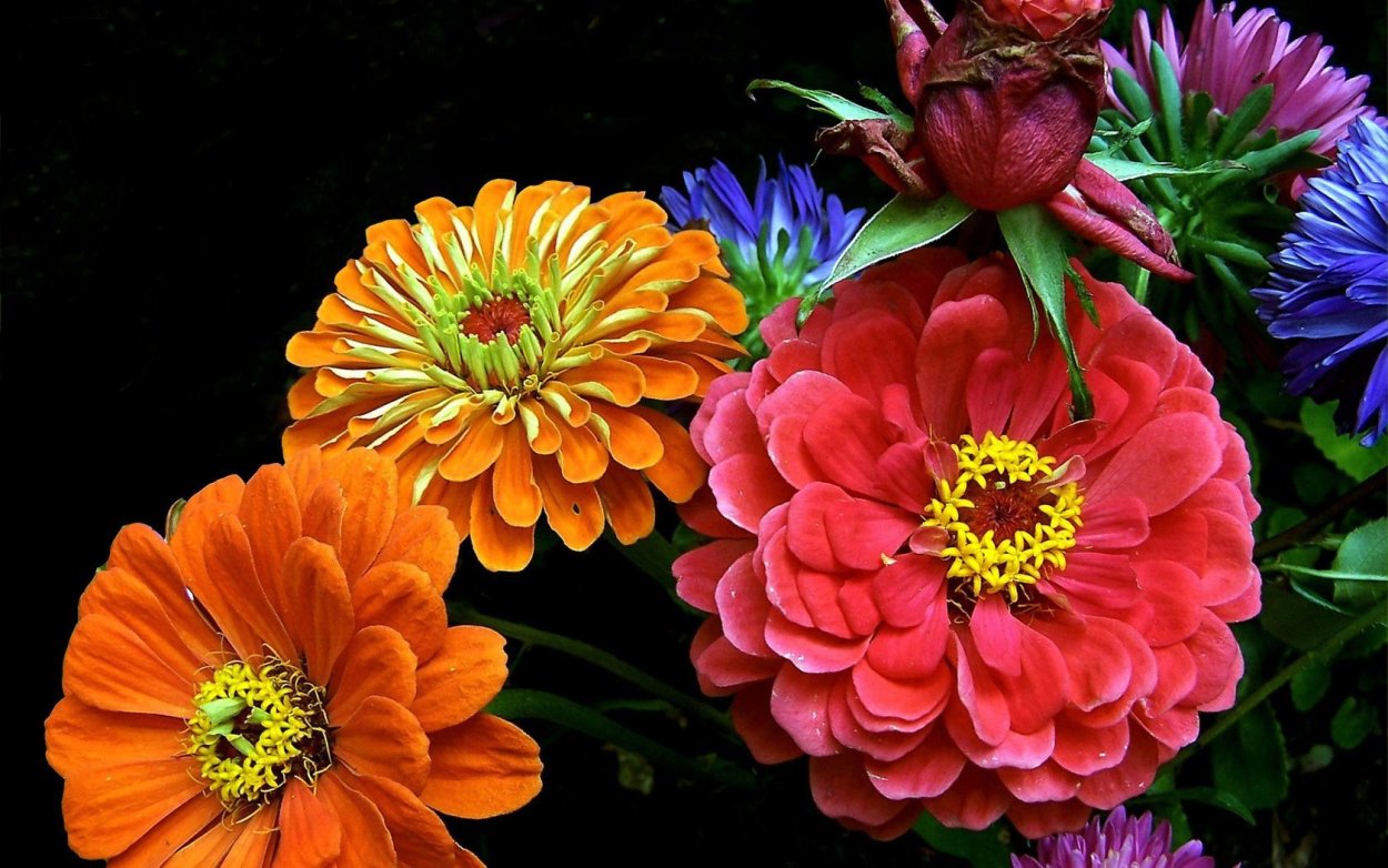 Циния бутон