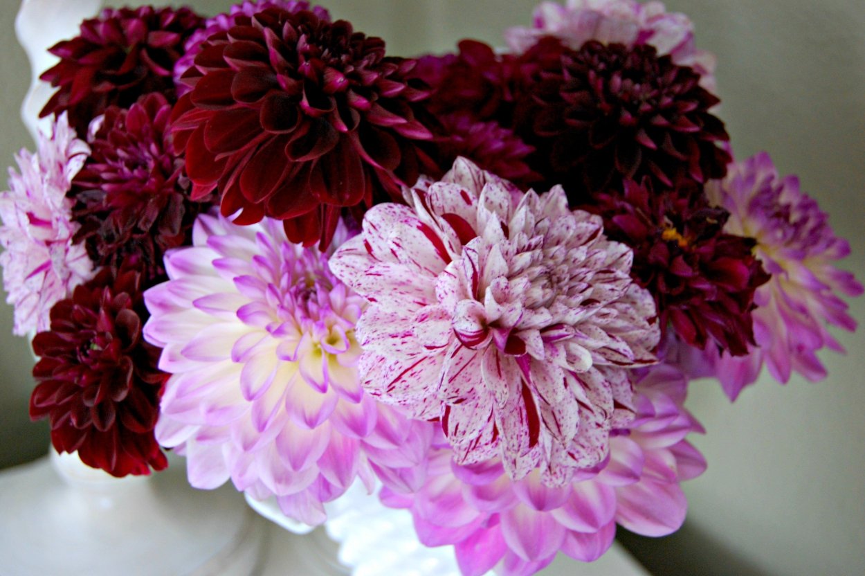 Помпонные георгины в букете