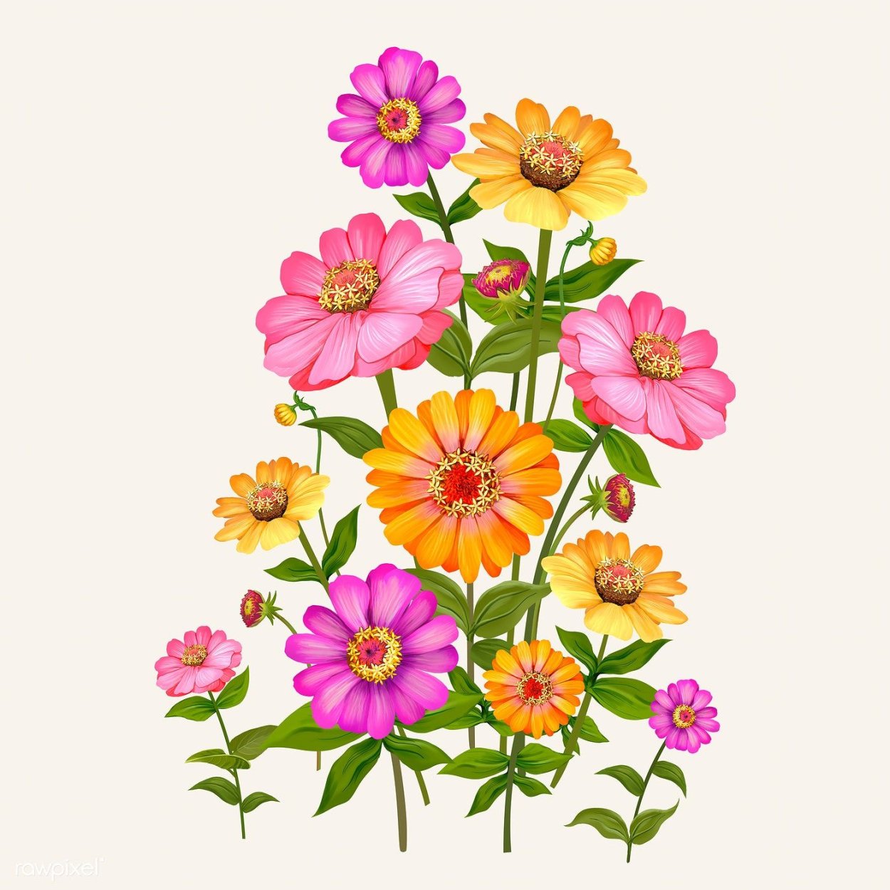 Циния на прозрачном фоне