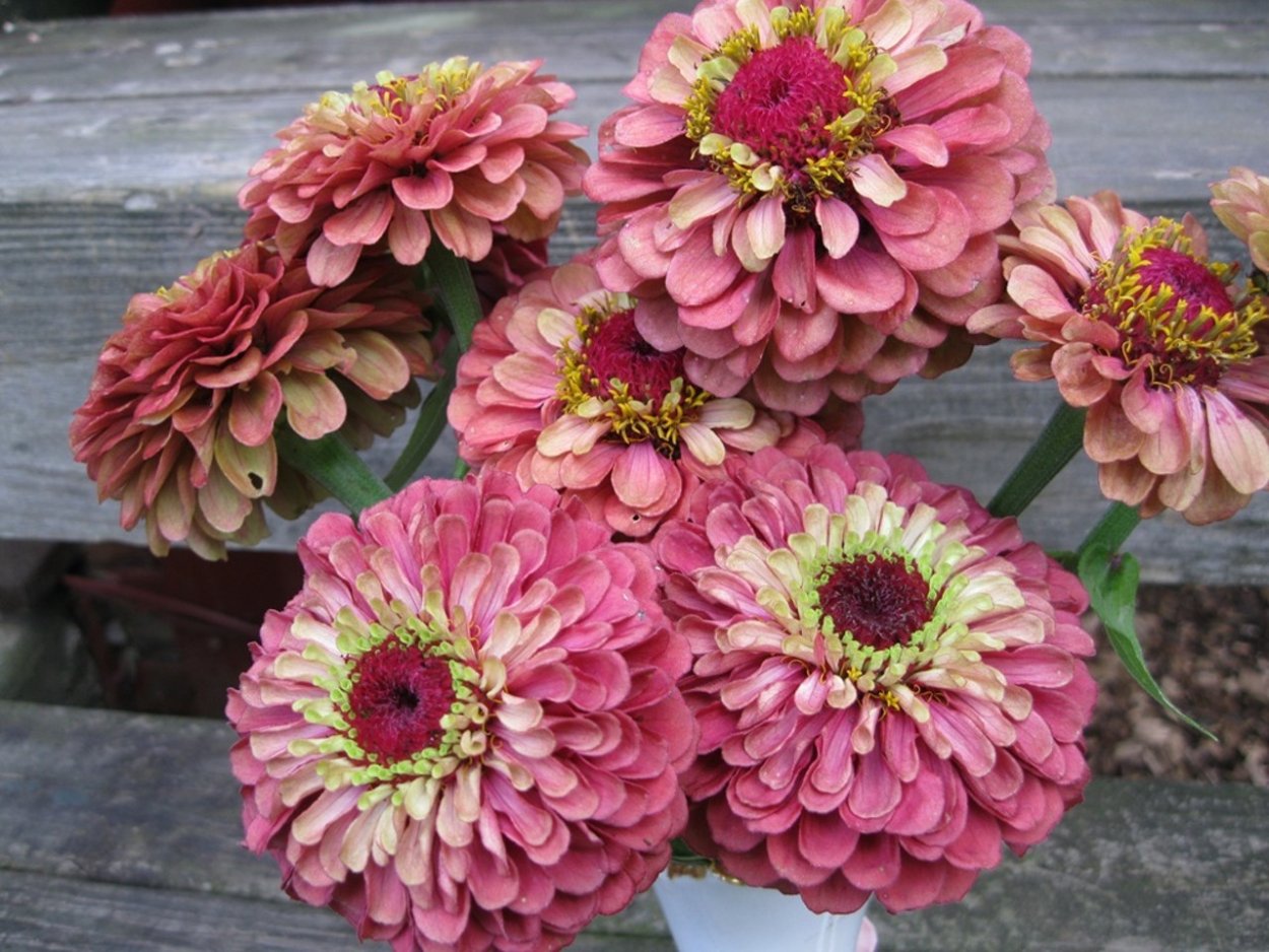 Циния скабиозная