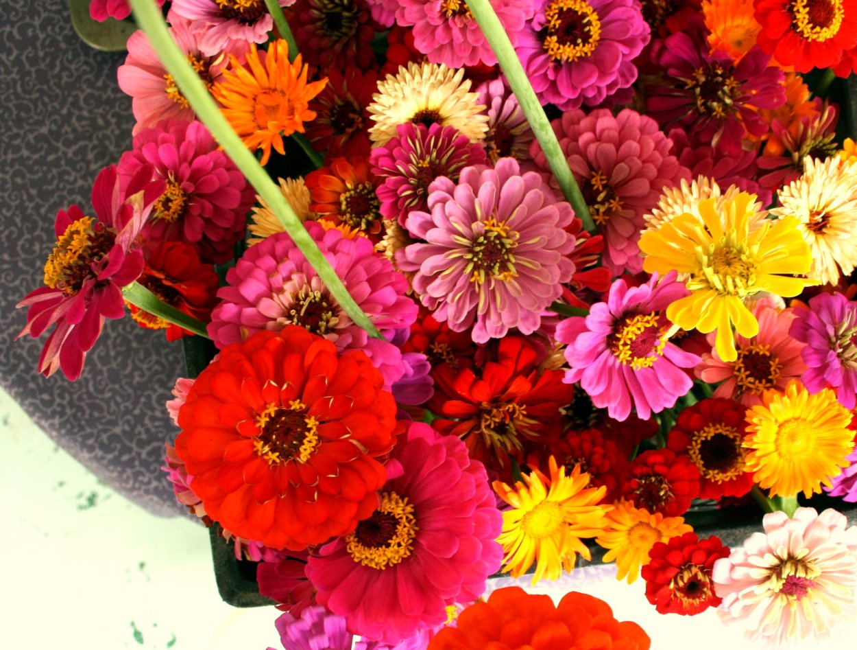 Циния в букете