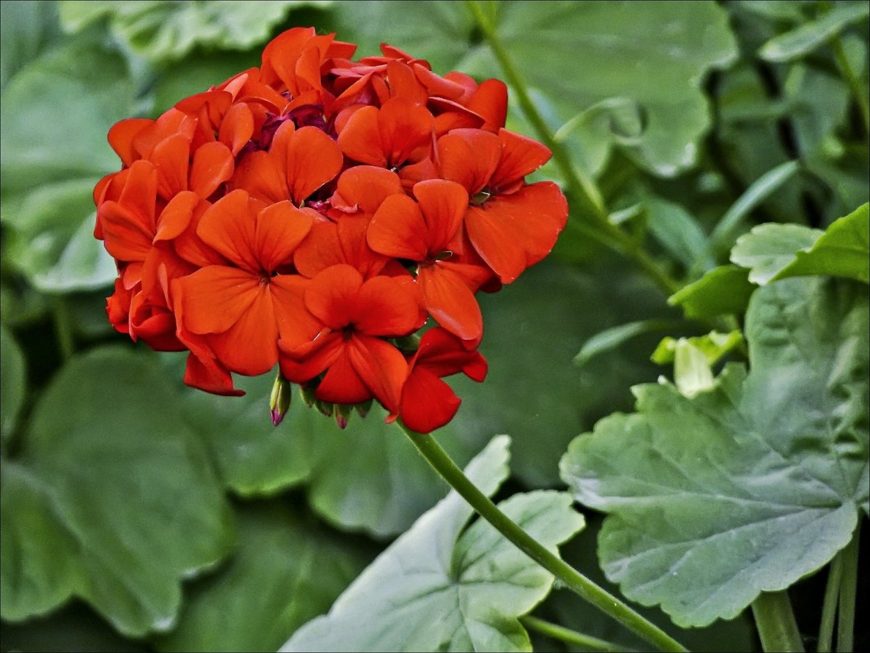 Калачик цветок