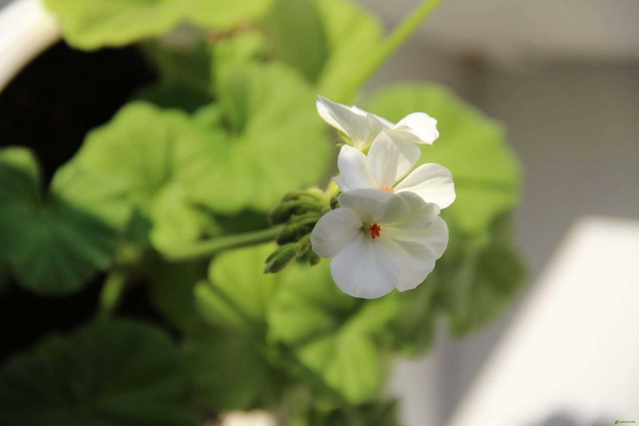 Комнатный цветок похож на Калачик