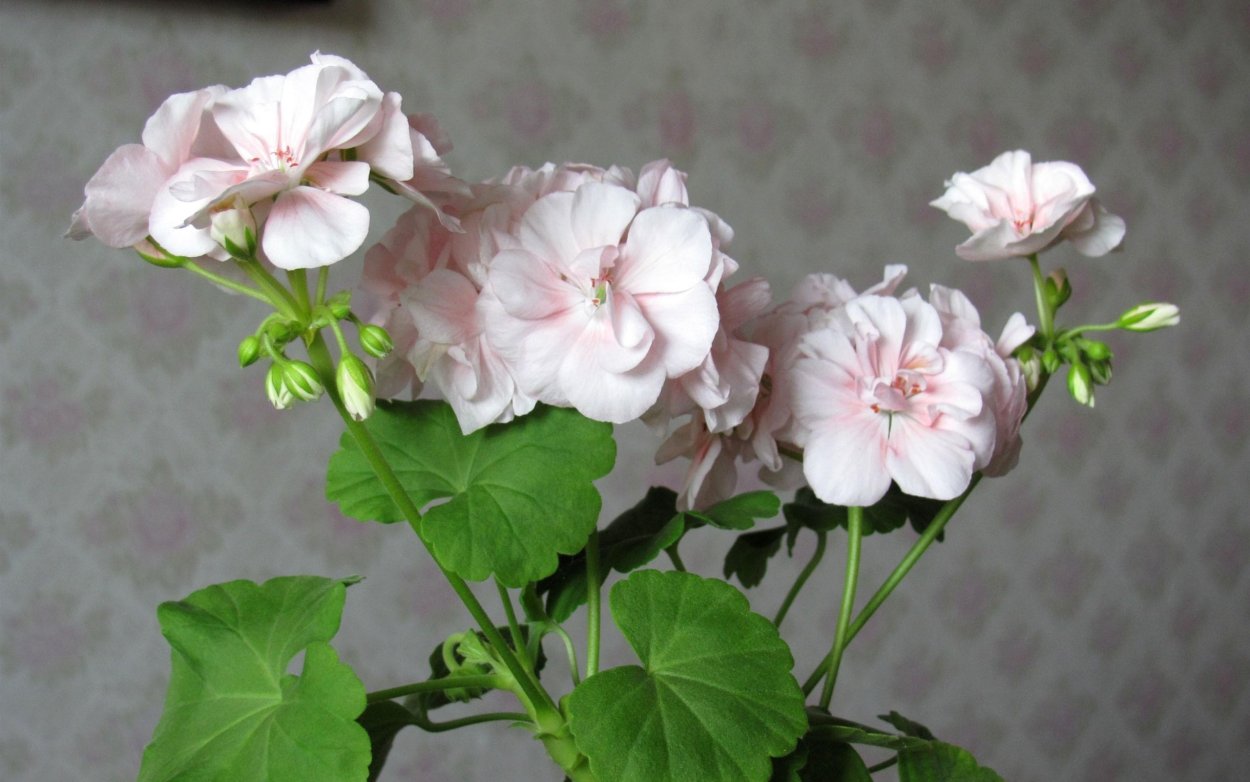 Калачик цветок комнатный