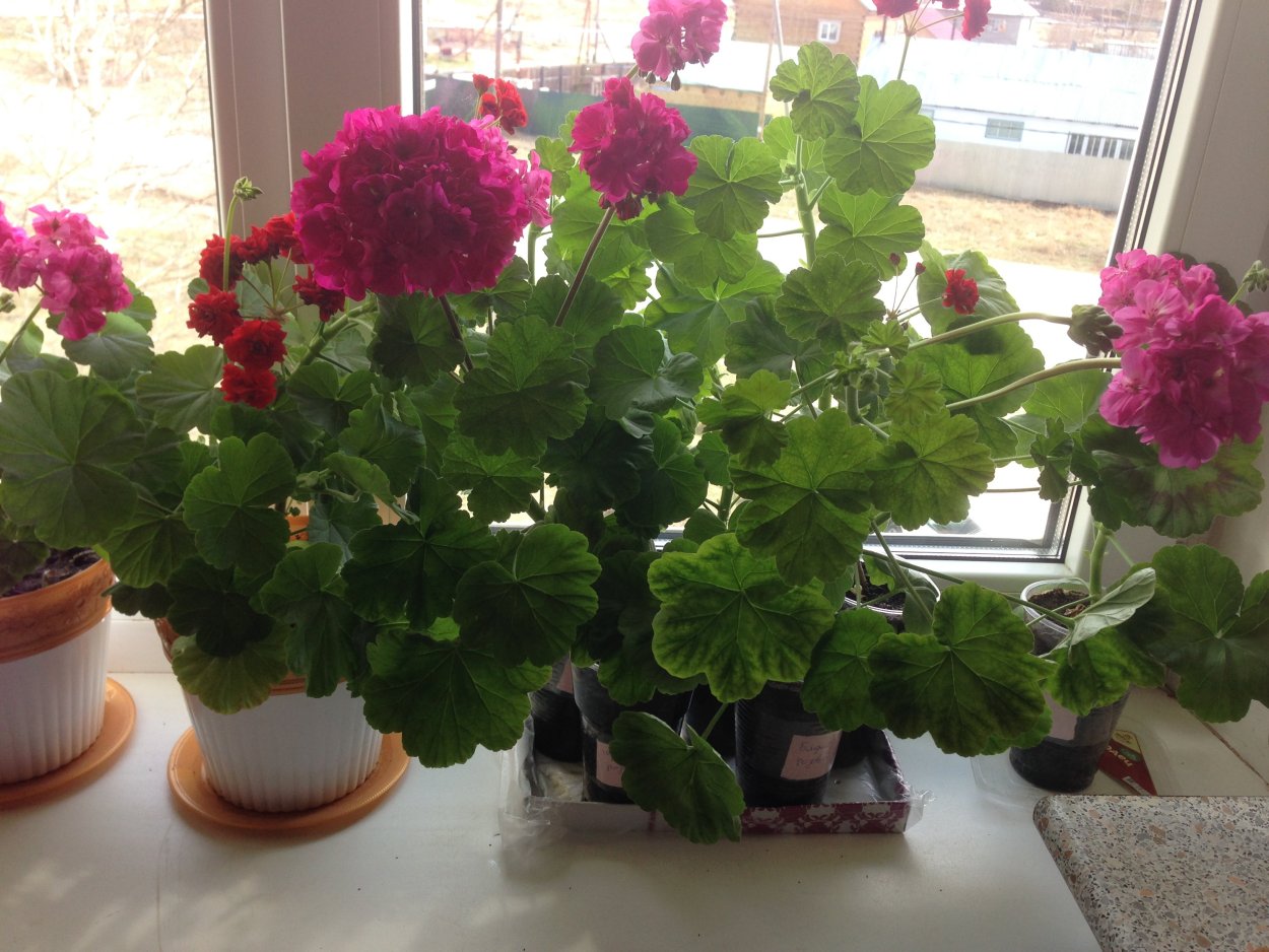 Герань куст