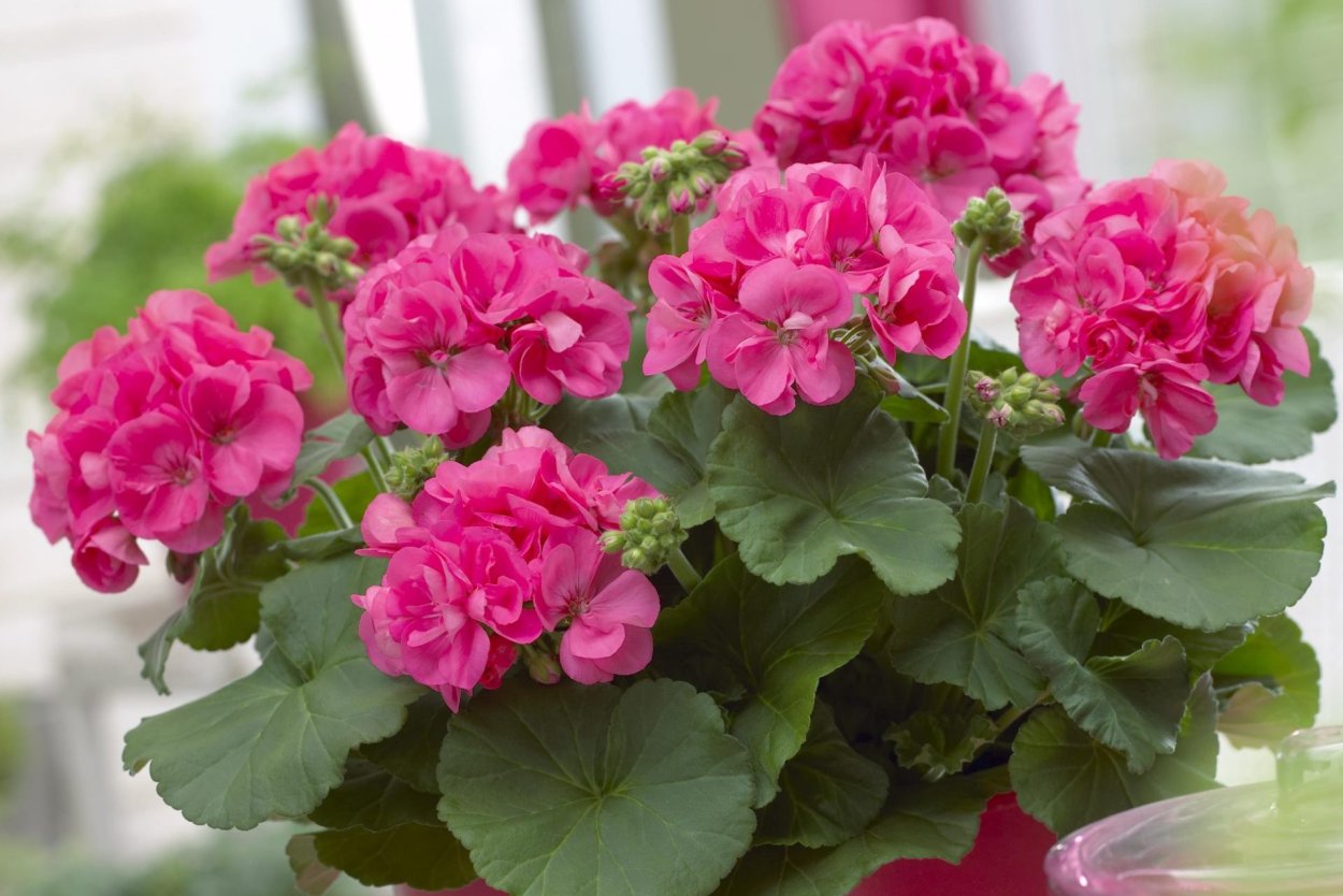 Пеларгония Королевская Элеганс Джудис