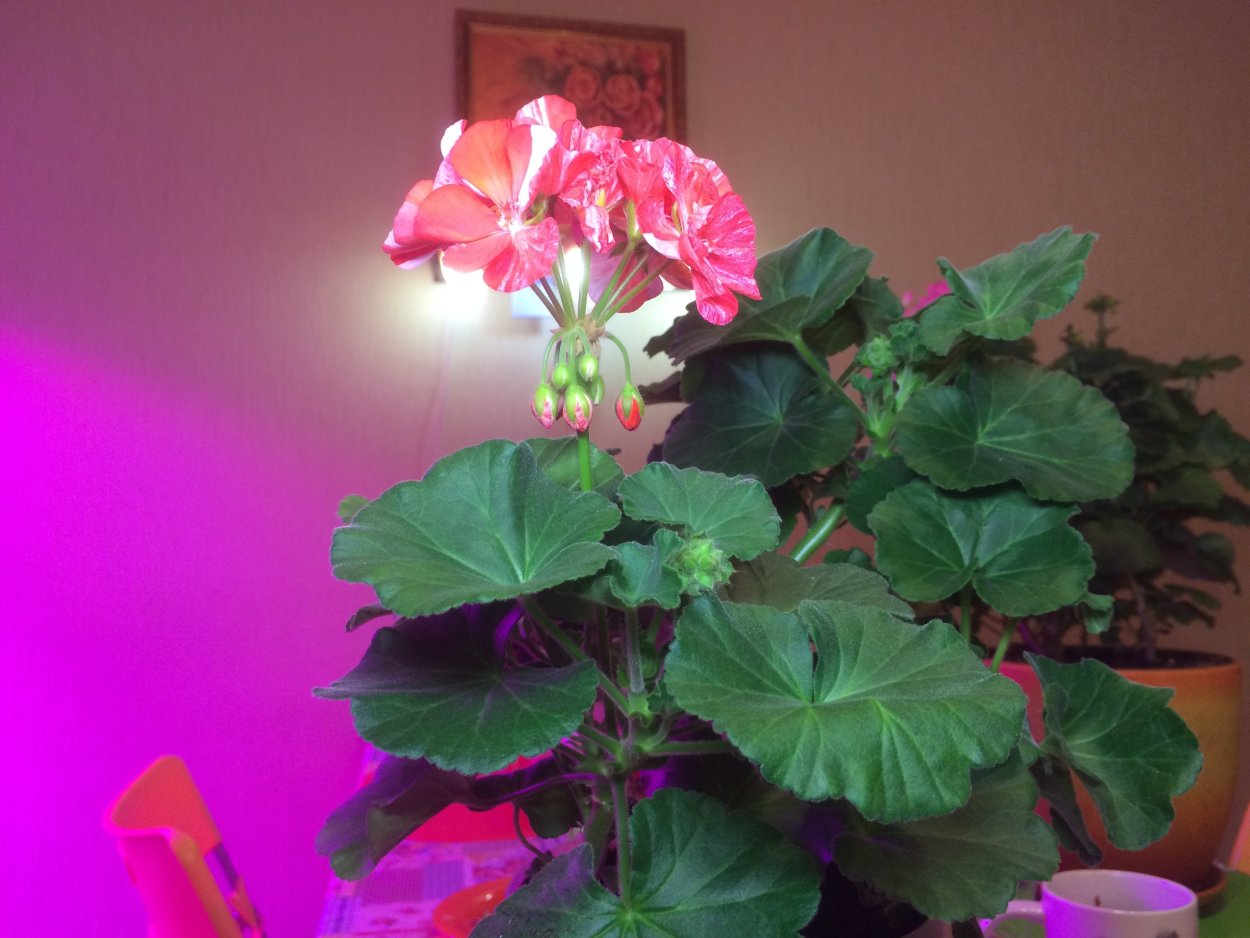 Калачик цветок комнатный