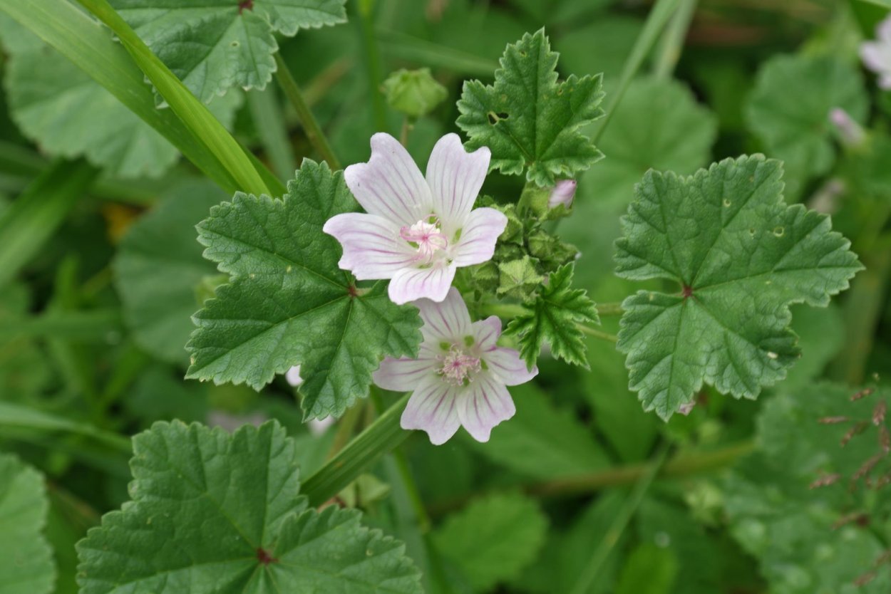Мальва Лесная (Malva Sylvestris)