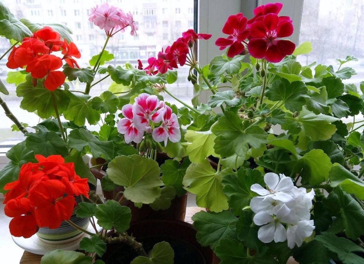 Пеларгония герань