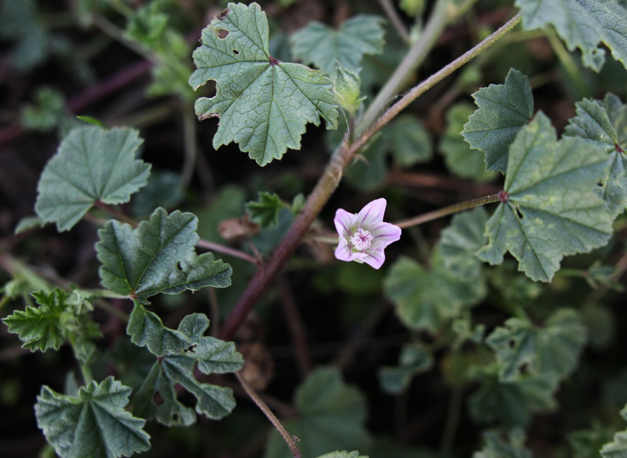 Юг Елисейские поля пеларгония