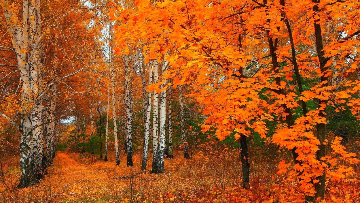 Кленовая роща лес