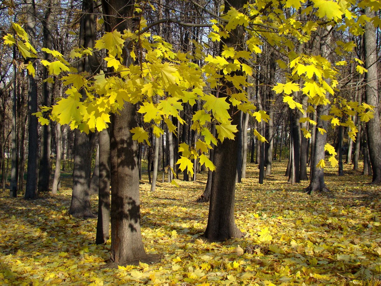 Клен Лесной