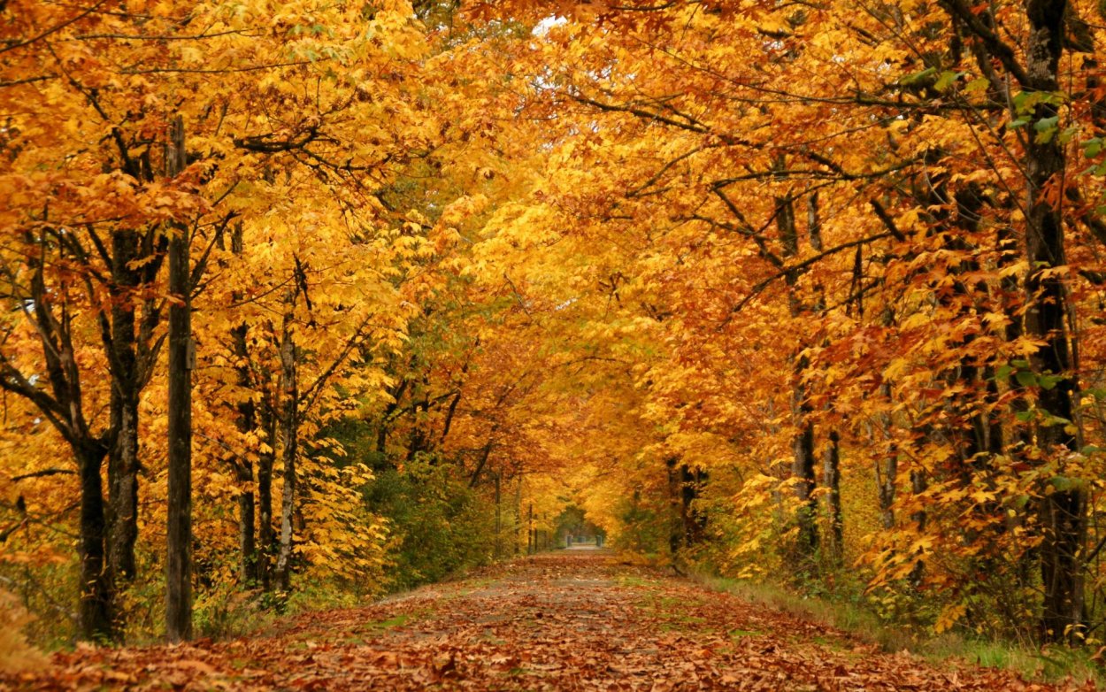 Кленовый лес осенью