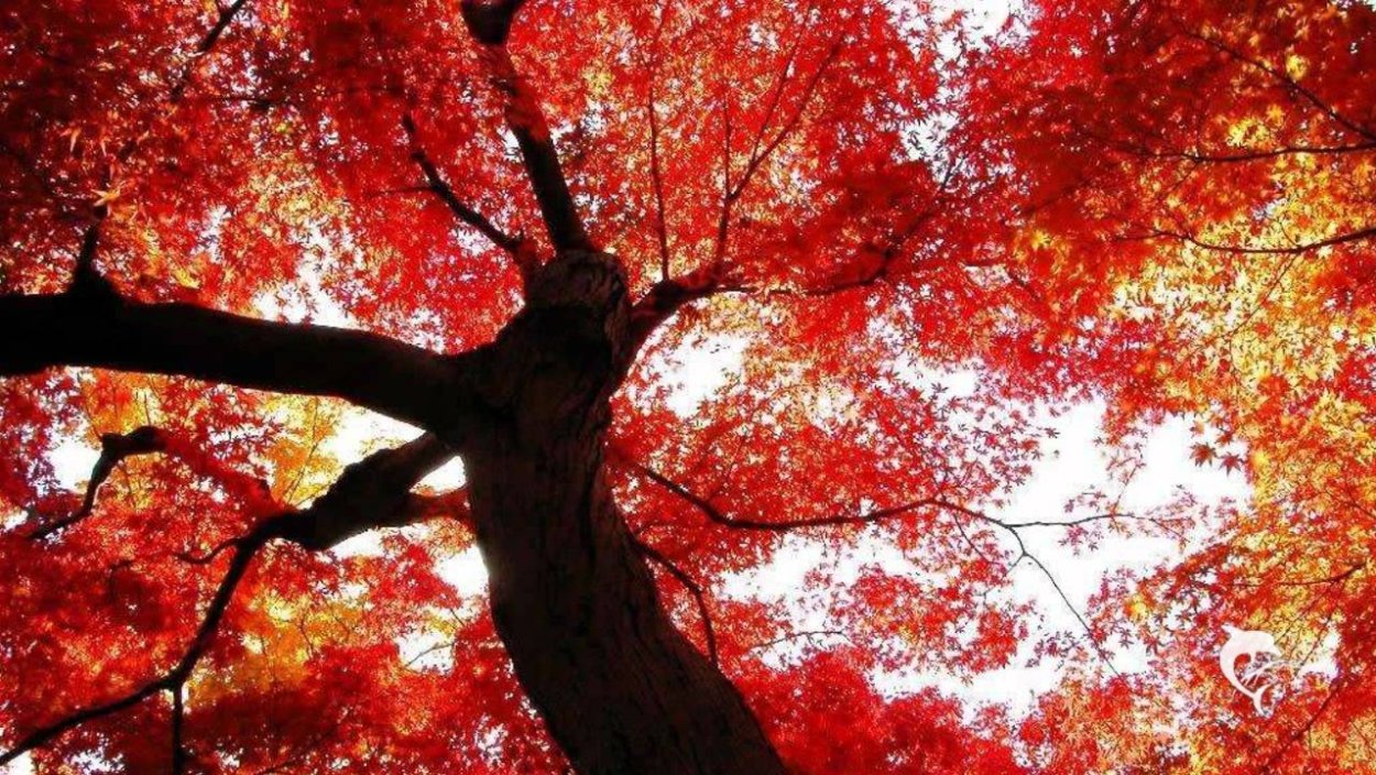 Красно желтые деревья