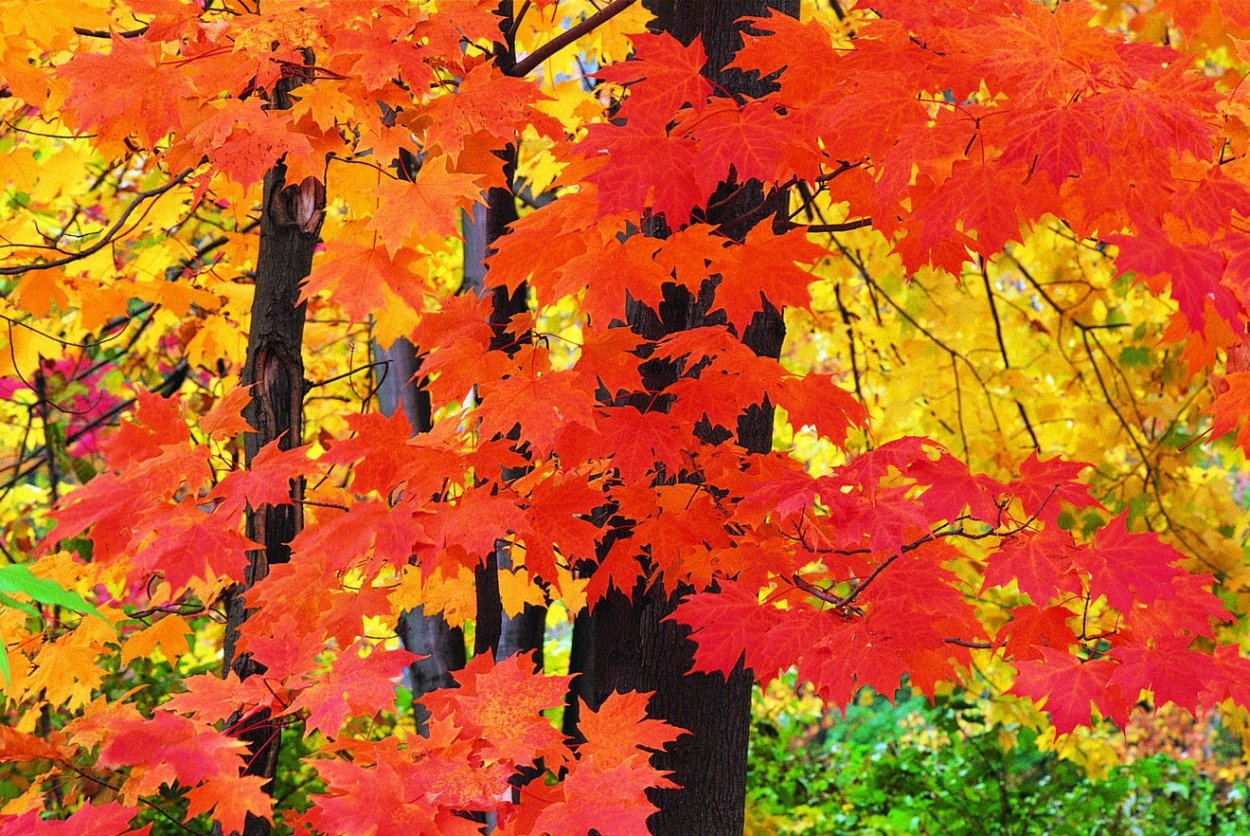 Клен в лесу