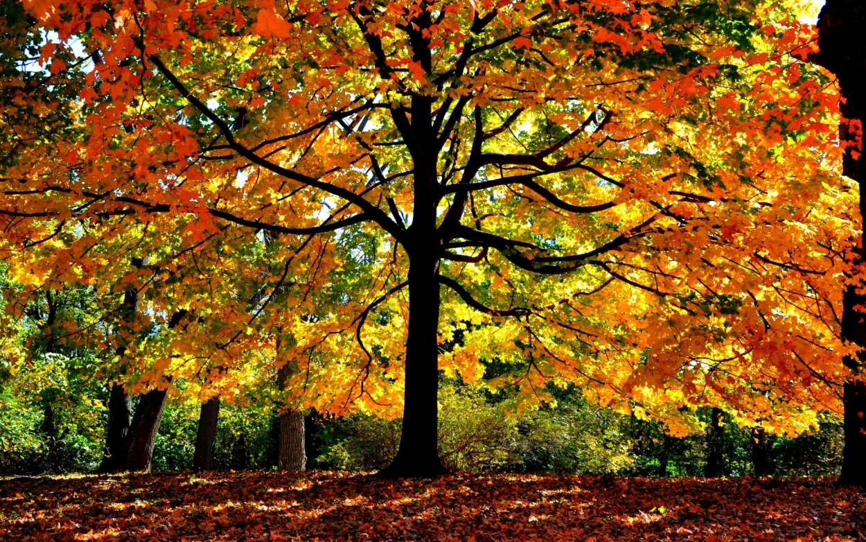 Клен осенью