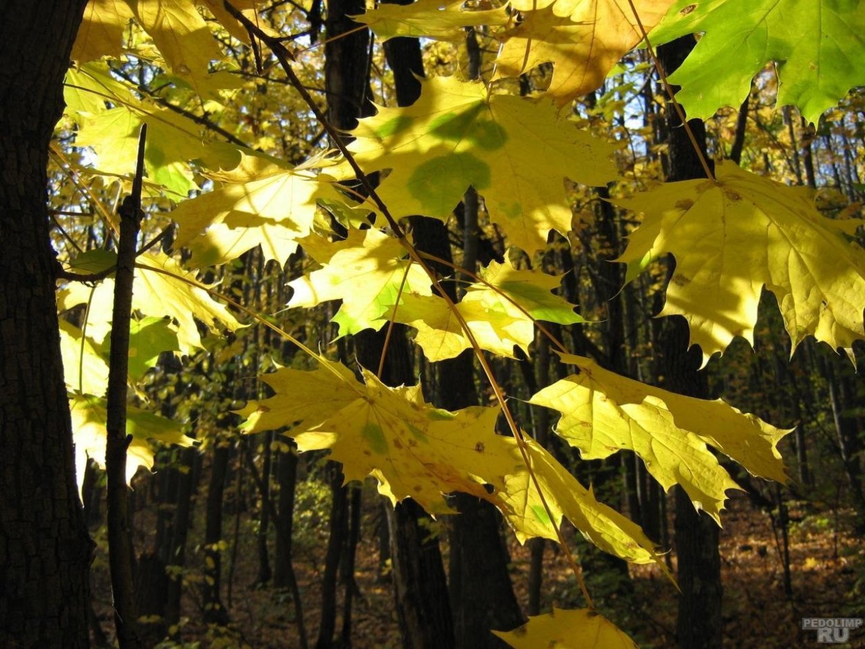 Клен остролистный осенью