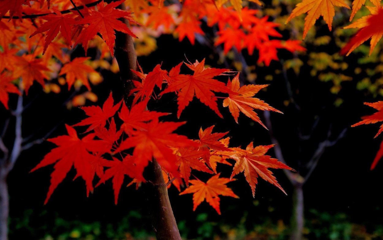 Клён осеннью