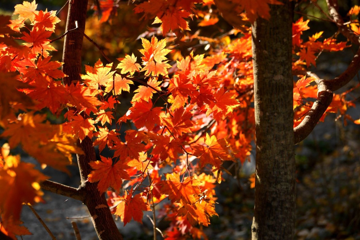 Клен Солнечный