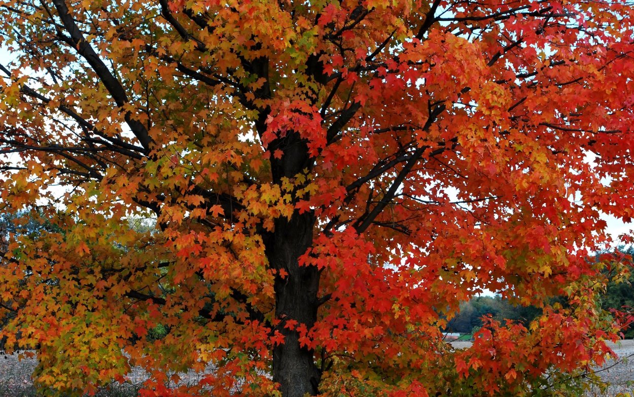 Дерево клен осенью