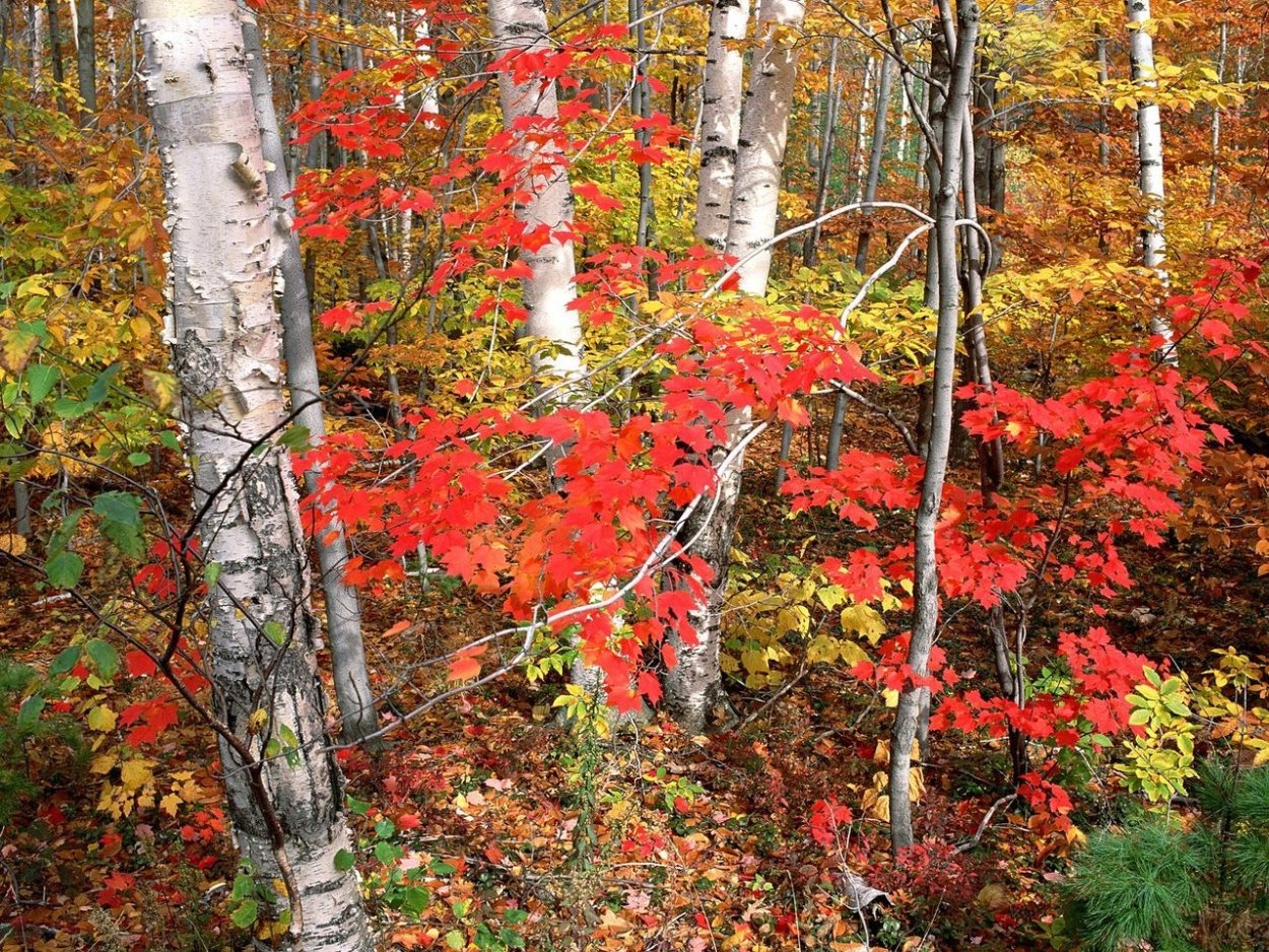 Рябина широколиственный лес