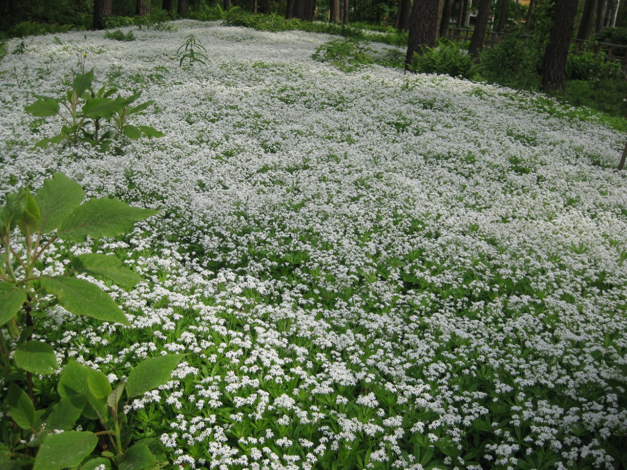 Межеумочное