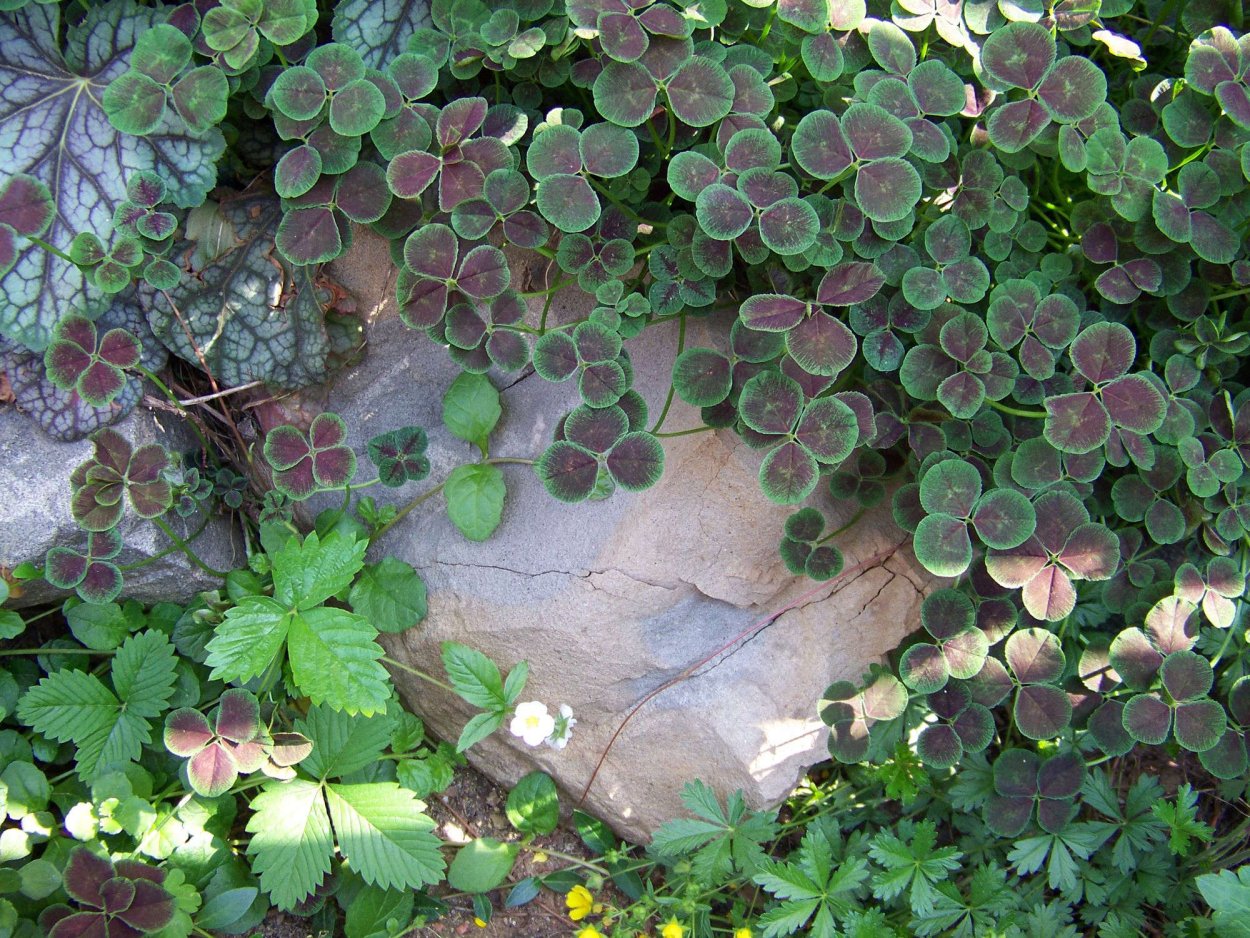 PURPURASCENS Клевер