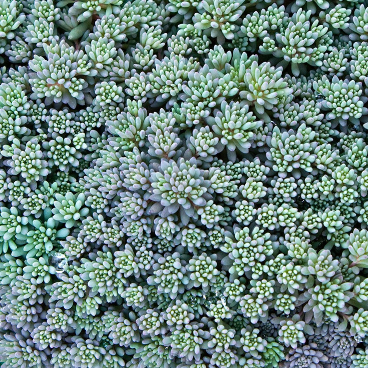 Седум Блю карпет