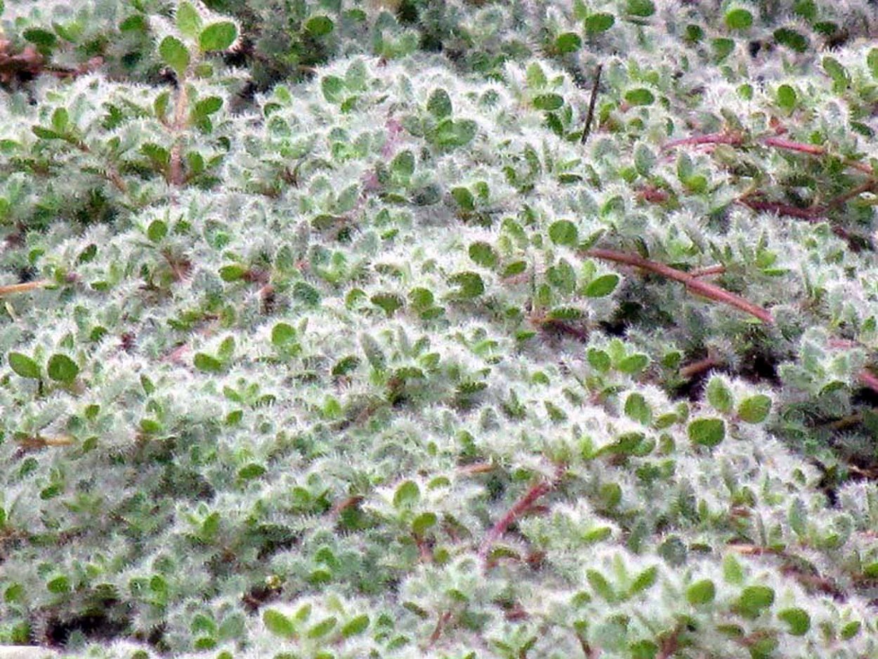 Тимьян шерстистый