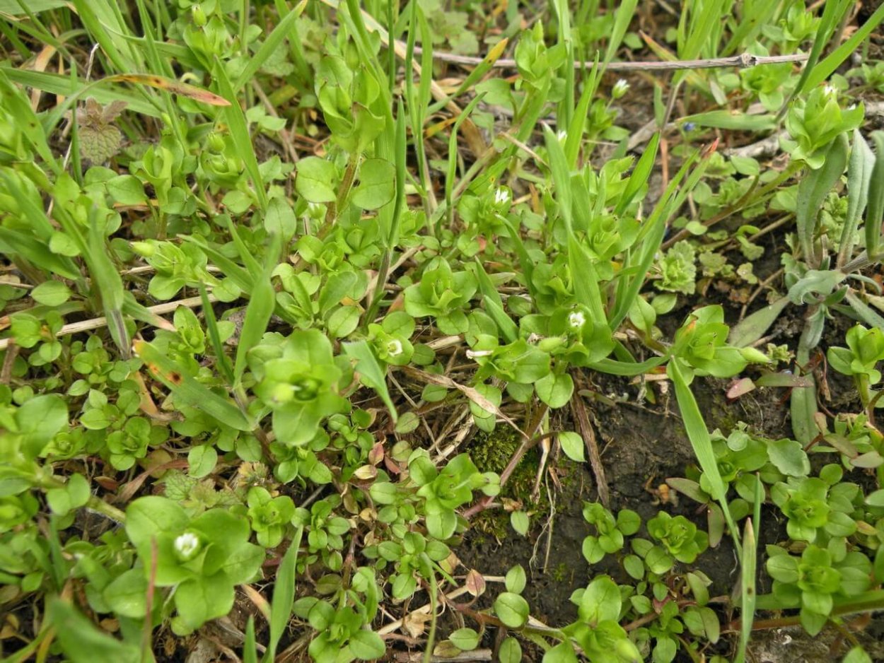 Мокрица сорняк огородный