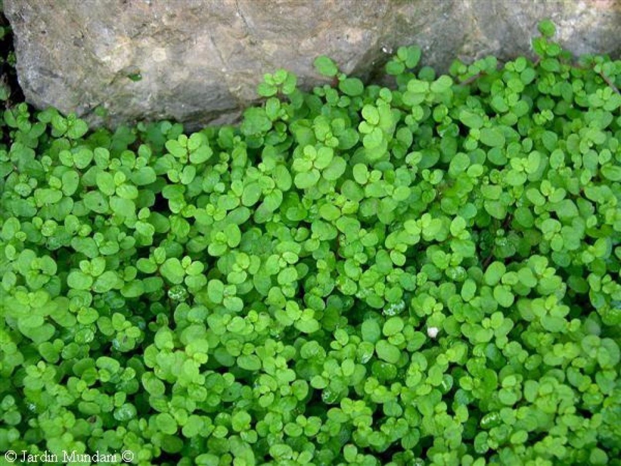 Солейролия Садовая многолетняя