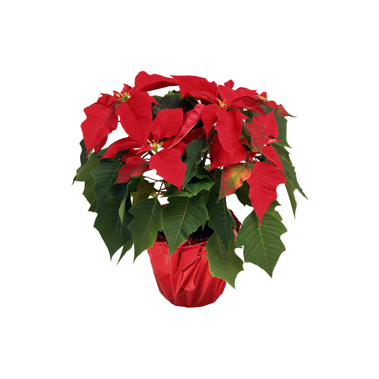 Кротон Кодиеум зеленый с красными прожилками