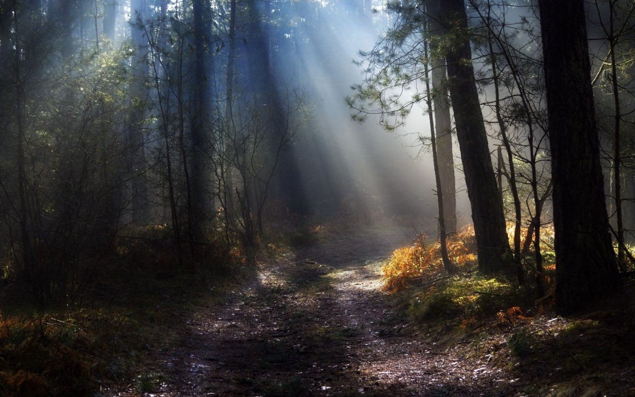 Лесной пейзаж