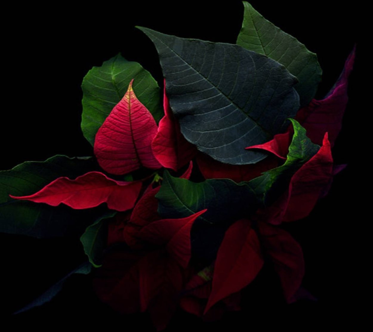 Строманта маранта